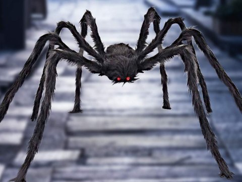 Pająk halloween olbrzym gigant tarantula dekoracja Pająk halloween olbrzym gigant tarantula dekoracja
