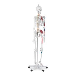 Model anatomiczny ludzkiego szkieletu 180 cm + Plakat anatomiczny