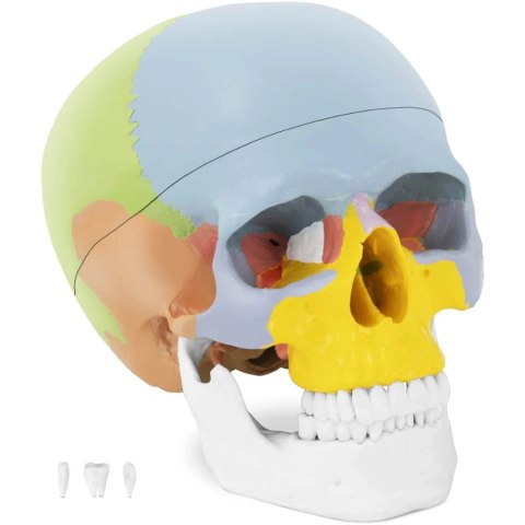 MODEL ANATOMICZNY CZASZKI CZŁOWIEKA KOLOROWA W SKALI 1:1 + ZĘBY 3 SZT. MODEL ANATOMICZNY CZASZKI CZŁOWIEKA KOLOROWA W SKALI 1:1 + ZĘBY 3 SZT.