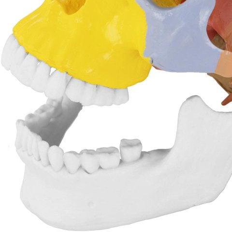 MODEL ANATOMICZNY CZASZKI CZŁOWIEKA KOLOROWA W SKALI 1:1 + ZĘBY 3 SZT. MODEL ANATOMICZNY CZASZKI CZŁOWIEKA KOLOROWA W SKALI 1:1 + ZĘBY 3 SZT.