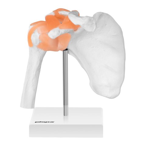 MODEL ANATOMICZNY STAWU BARKOWEGO W SKALI 1:1 MODEL ANATOMICZNY STAWU BARKOWEGO W SKALI 1:1