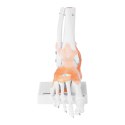 MODEL ANATOMICZNY STAWU SKOKOWEGO Z WIĘZADŁAMI W SKALI 1:1