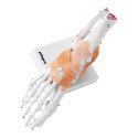 MODEL ANATOMICZNY STAWU SKOKOWEGO Z WIĘZADŁAMI W SKALI 1:1