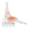 MODEL ANATOMICZNY STAWU SKOKOWEGO Z WIĘZADŁAMI W SKALI 1:1