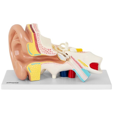 MODEL ANATOMICZNY 3D LUDZKIEGO UCHA MODEL ANATOMICZNY 3D LUDZKIEGO UCHA