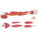 MODEL ANATOMICZNY RAMIENIA 3D W SKALI 1:1