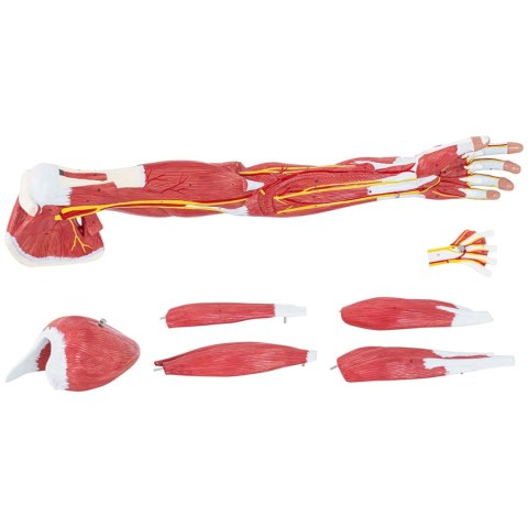 MODEL ANATOMICZNY RAMIENIA 3D W SKALI 1:1 MODEL ANATOMICZNY RAMIENIA 3D W SKALI 1:1