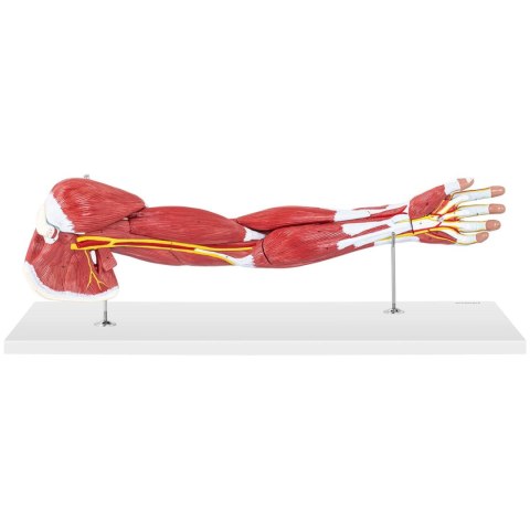 MODEL ANATOMICZNY RAMIENIA 3D W SKALI 1:1 MODEL ANATOMICZNY RAMIENIA 3D W SKALI 1:1
