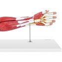MODEL ANATOMICZNY RAMIENIA 3D W SKALI 1:1