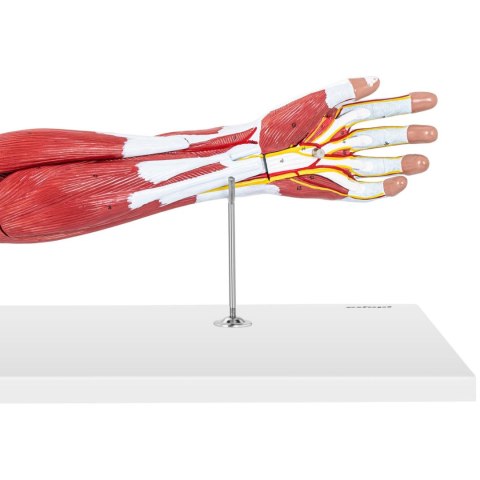 MODEL ANATOMICZNY RAMIENIA 3D W SKALI 1:1 MODEL ANATOMICZNY RAMIENIA 3D W SKALI 1:1