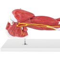 MODEL ANATOMICZNY RAMIENIA 3D W SKALI 1:1