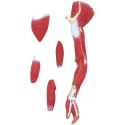 MODEL ANATOMICZNY 3D CIAŁA CZŁOWIEKA 27 ELEMENTÓW 76 CM