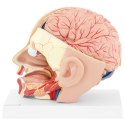 MODEL ANATOMICZNY 3D GŁOWY I MÓZGU CZŁOWIEKA SKALA 1:1