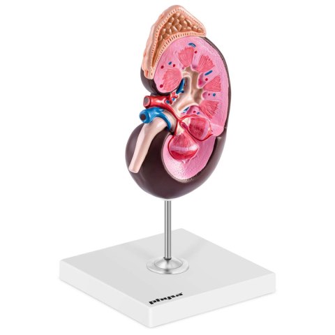 MODEL ANATOMICZNY 3D NERKI CZŁOWIEKA SKALA 1.5:1 MODEL ANATOMICZNY 3D NERKI CZŁOWIEKA SKALA 1.5:1