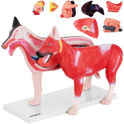 MODEL ANATOMICZNY 3D PSA Z WYJMOWANYMI ORGANAMI MODEL ANATOMICZNY 3D PSA Z WYJMOWANYMI ORGANAMI