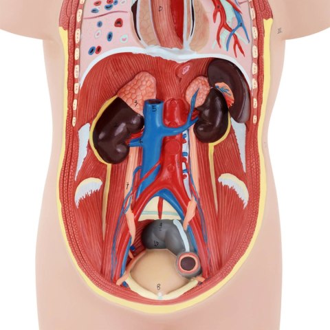 MODEL ANATOMICZNY 3D TUŁOWIA CZŁOWIEKA Z WYJMOWANYMI ORGANAMI MODEL ANATOMICZNY 3D TUŁOWIA CZŁOWIEKA Z WYJMOWANYMI ORGANAMI