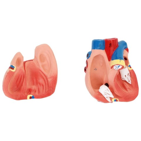 MODEL ANATOMICZNY 3D TUŁOWIA CZŁOWIEKA Z WYJMOWANYMI ORGANAMI MODEL ANATOMICZNY 3D TUŁOWIA CZŁOWIEKA Z WYJMOWANYMI ORGANAMI
