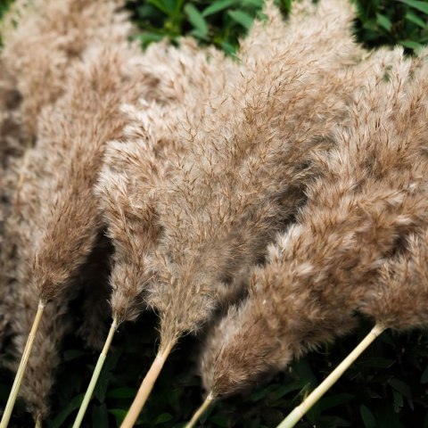 Zestaw 20 naturalnych suszonych trzciny do dekoracji