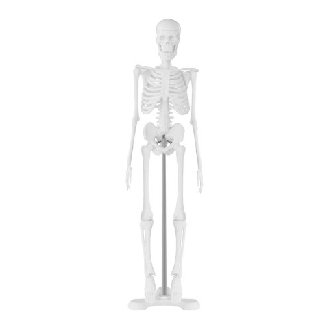 Model anatomiczny ludzkiego szkieletu 47 cm